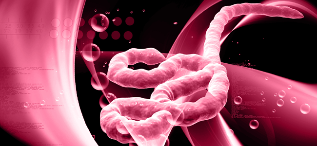 Experimental Ebola Vaccine Regimen Induced Durable Immune Response, Study Finds