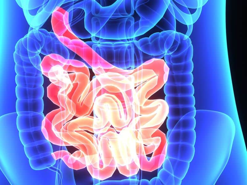 Bacteria Play Critical Role in Driving Colon Cancers