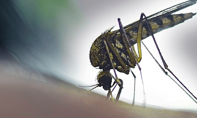 US reviews plan to infect mosquitoes with bacteria to stop disease
