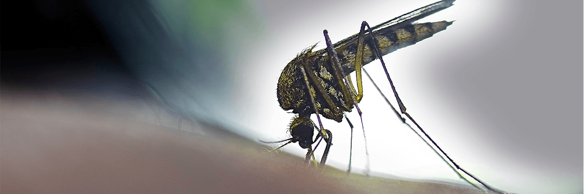 US reviews plan to infect mosquitoes with bacteria to stop disease