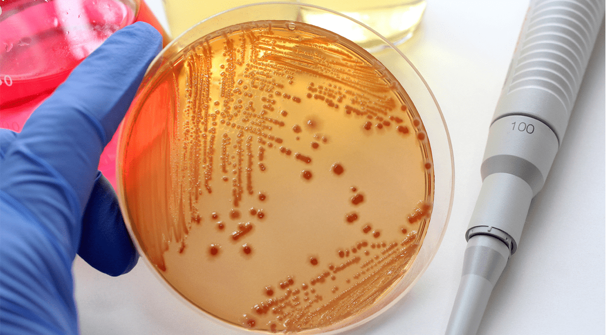 Distinguishing Deadly Staph Bacteria From Harmless Strains