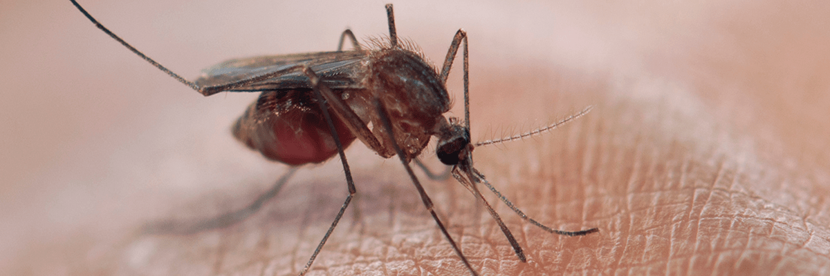US Emergency Medicine Physicians Must Become Proficient in Malaria Management