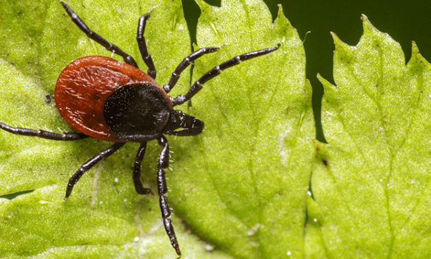 Why Lyme Disease is Common in the North, Rare in the South