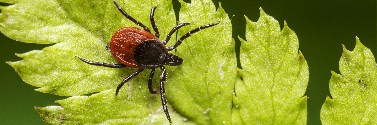 New test for early detection of Lyme disease developed