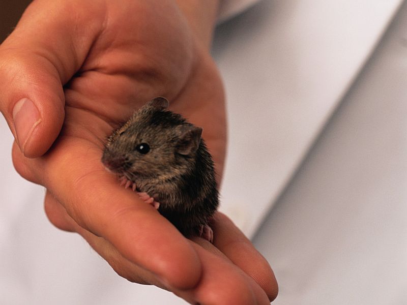 First Human Case of Rat Strain of Hepatitis E Seen in Hong Kong