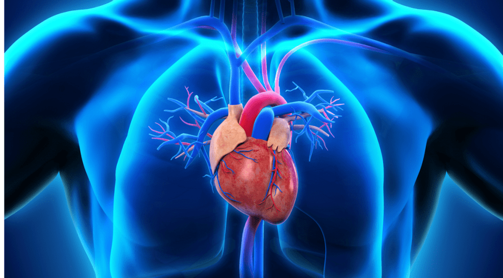 heart-cardiovascular-disease-healthy-stethoscope-medicine-medical2