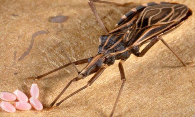 CDC: First Confirmed ID of ‘Kissing Bug’ in Delaware