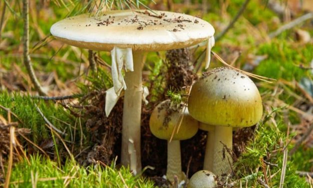 ‘Magic Mushrooms’ May ‘Reset’ the Brains of Depressed Patients, Study Says