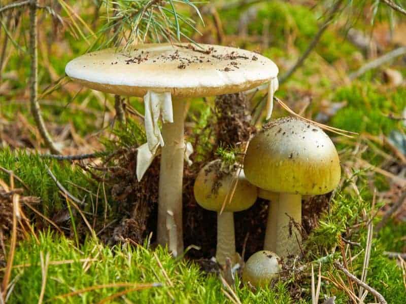 ‘Magic Mushrooms’ May ‘Reset’ the Brains of Depressed Patients, Study Says