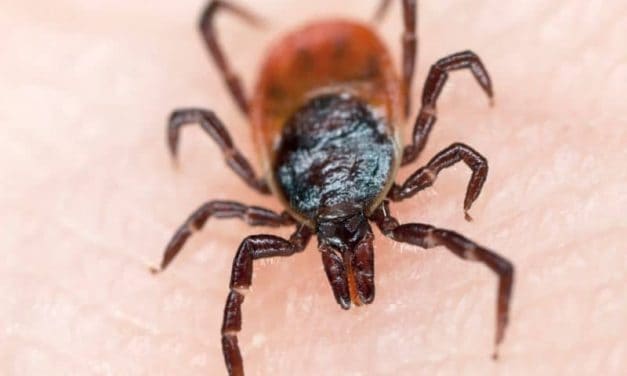 New Tick Species Spreading in the United States