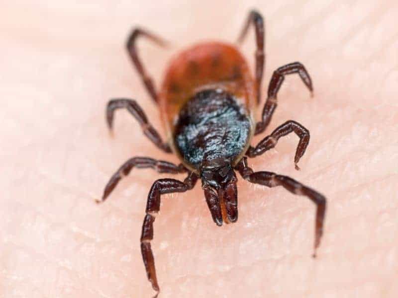 New Tick Species Spreading in the United States