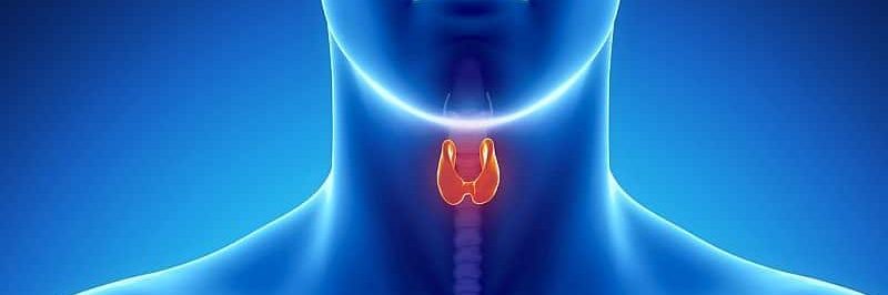 Male Thyroid Cancer Survivors Face Higher CVD Risk