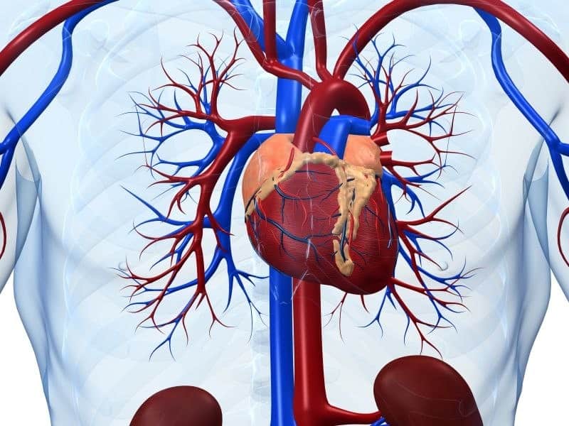 Elevated NT-proBNP Found to Up Cardiovascular Risk in T2DM