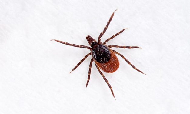 Lyme-Bearing Ticks More Widespread in U.S. Than Thought