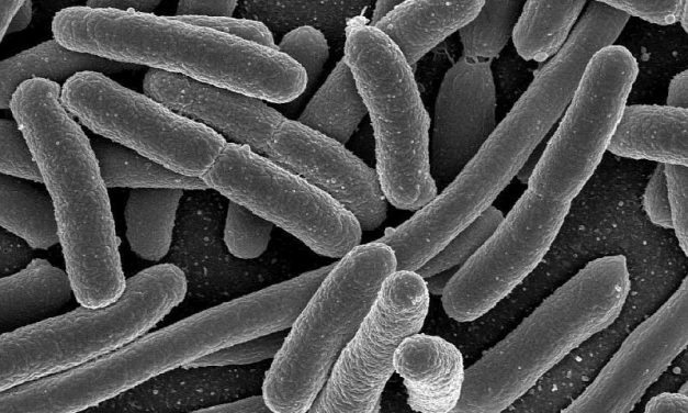 CDC: Still No Source As <i>E. Coli</i> Outbreak Grows to 96 Cases