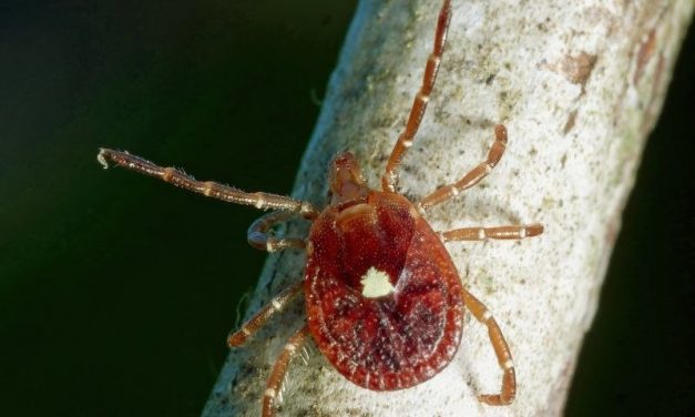 Tick-Caused Meat Allergy on the Rise in the United States