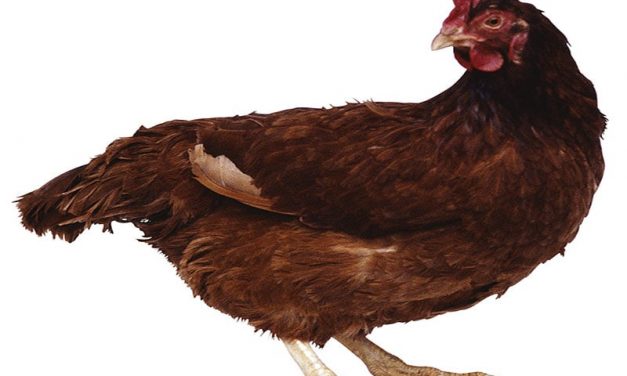 Final CDC Update on <i>Salmonella</i> Linked to Backyard Poultry