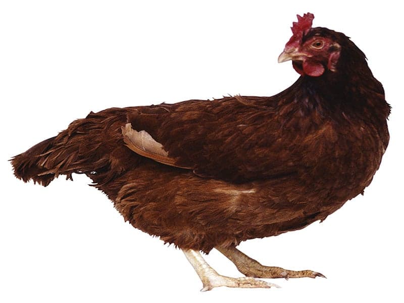 CDC: <i>Salmonella</i> Outbreaks in 44 States Linked to Backyard Poultry