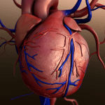 coronary-heart-artery-arteries