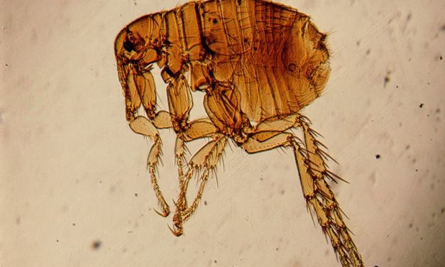 Flea-Borne Typhus Outbreak in Los Angeles County