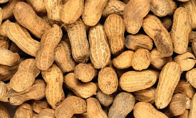 ACAAI: Oral Immunotherapy Is Protective in Peanut Allergy