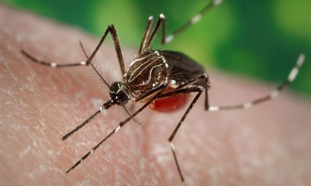 FDA Approves Dengue Vaccine for Endemic Regions