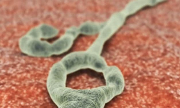 Lab Tests Show Experimental Ebola Treatments Effective