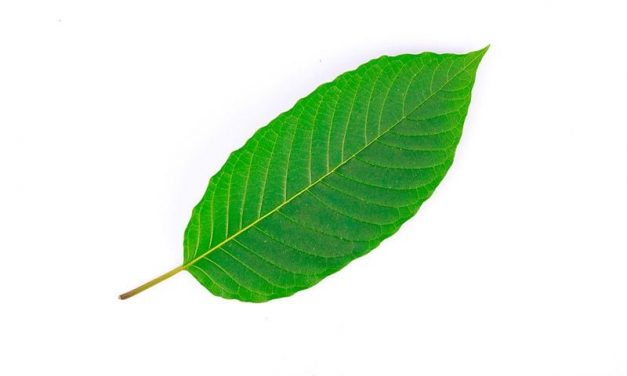 FDA Warns Two Kratom Marketers About False Claims