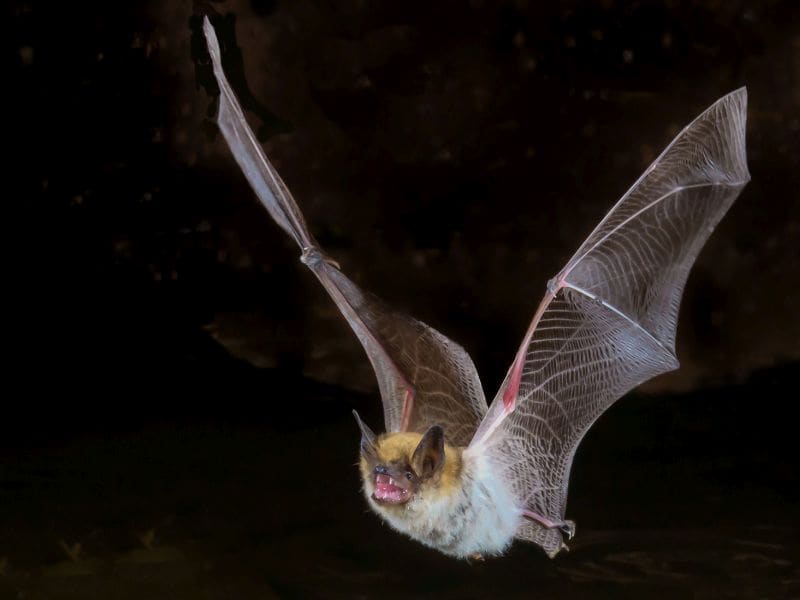 CDC: Wildlife Rabies, Especially in Bats, Poses Risk in U.S.