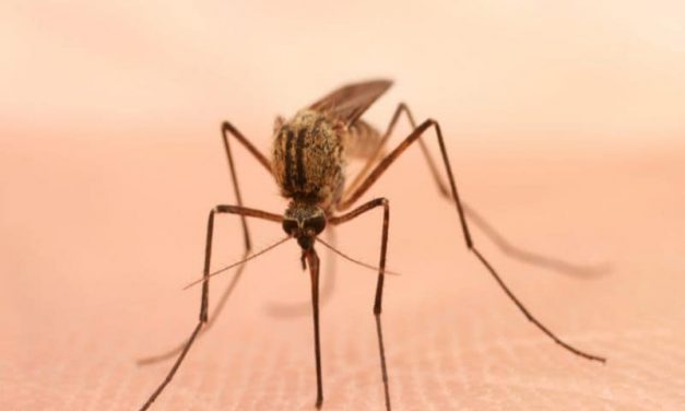 Experts Warn of Mosquito-Borne Brain Infection in Florida