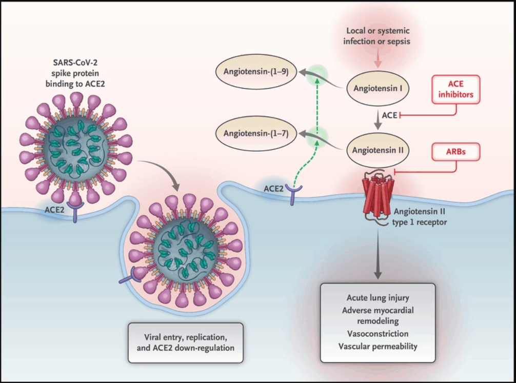 Risks of Antihypertensive drugs with COVID-19 | Physician's Weekly