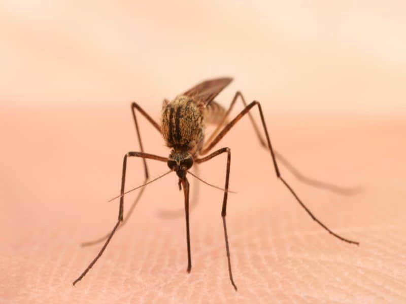 CDC: 21,869 West Nile Virus Cases Identified in U.S. in 2009 to 2018
