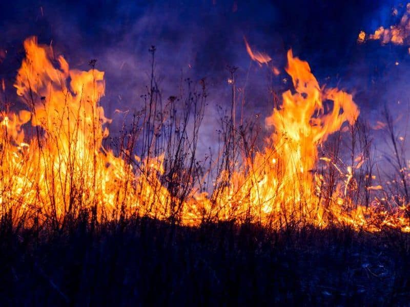 Climate Change Bringing More Catastrophic Wildfires: UN Report
