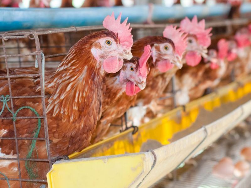Bird Flu Sweeping Through Poultry in Eastern U.S.