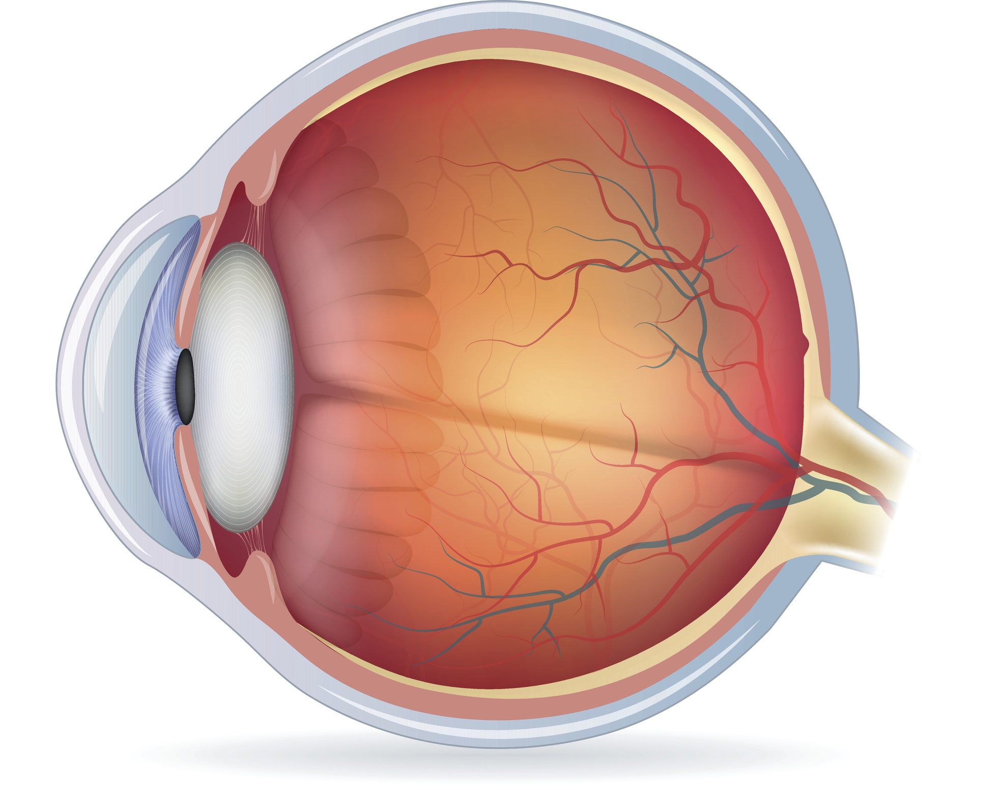 eye, anatomy blood vessels