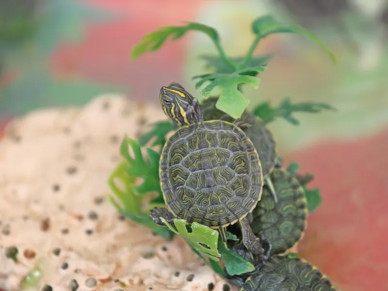 CDC: Salmonella Linked to Pet Turtles Has Hospitalized Five