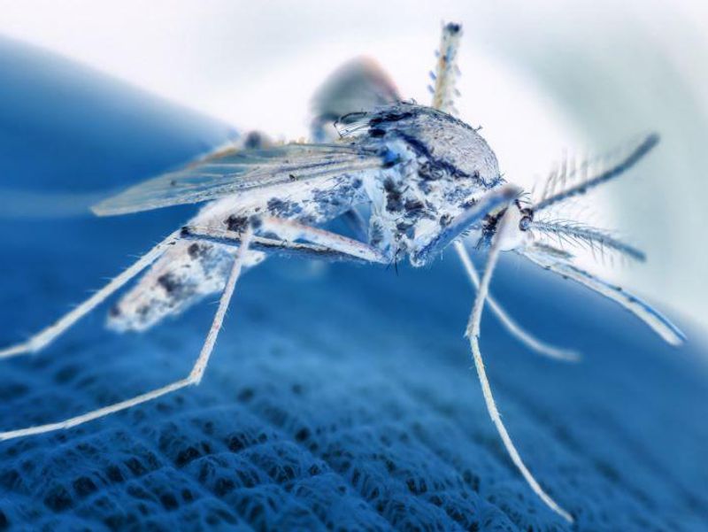 Monoclonal Antibody Studied for Prevention of Malaria