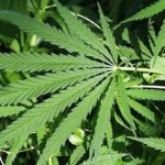 Findings show that bipolar disorder-II treatments may be used to prevent cannabis use disorder