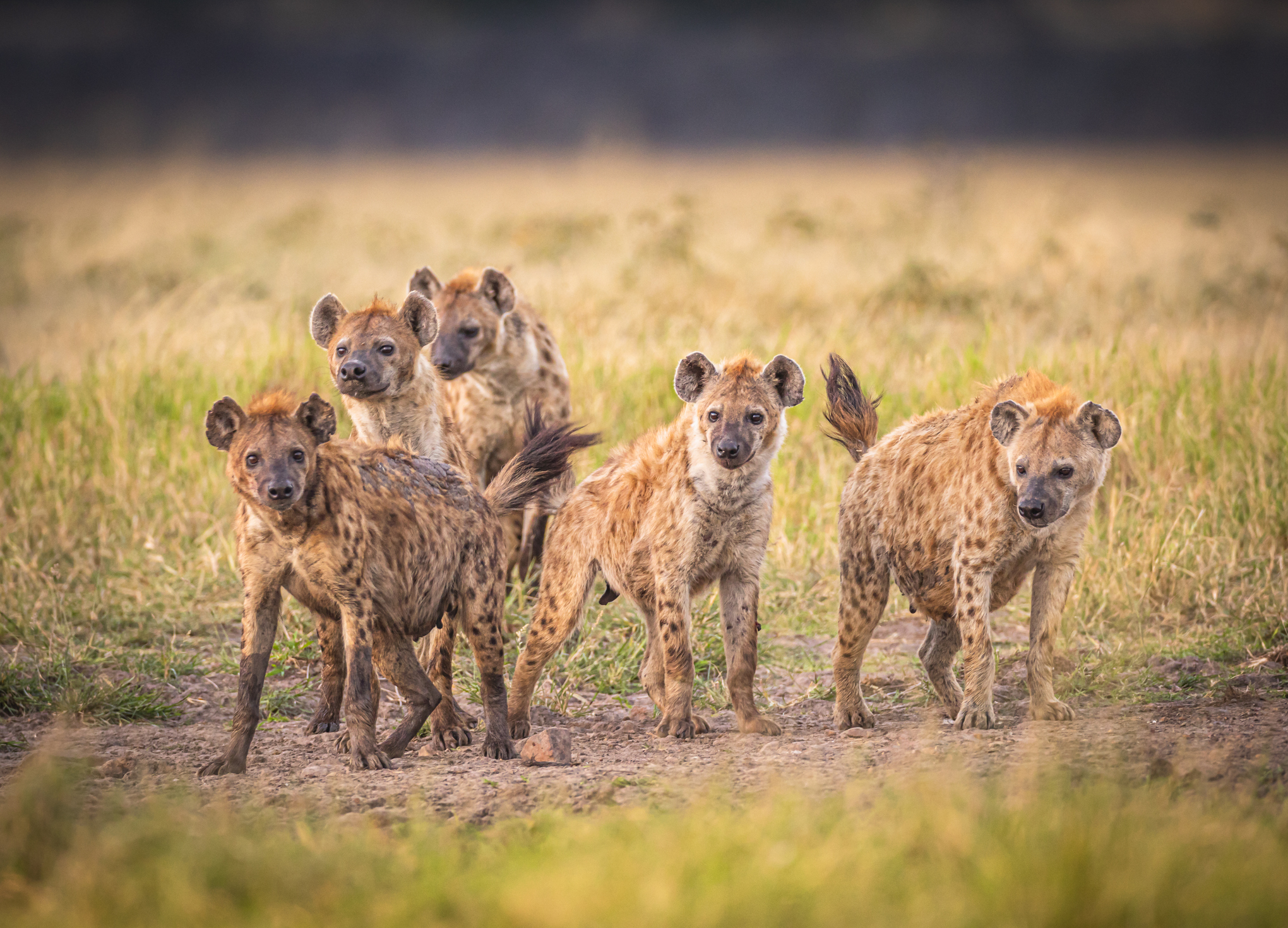 Medical Fiction: Dr. Chad Henry and the Hungry Hyenas