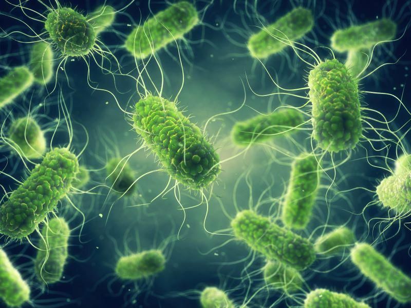 Incidence of Infections Caused by Salmonella Reduced in 2021