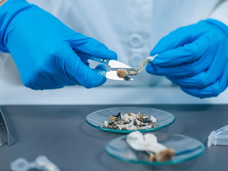 Colorado Says Yes to Medical Use of ‘Magic Mushrooms’