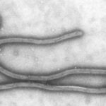 Vaccines for Zaire Ebola virus disease are safe and generate an immune response