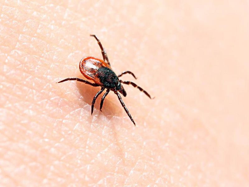 Full Resolution of Symptoms Seen in Most Children With Lyme Disease