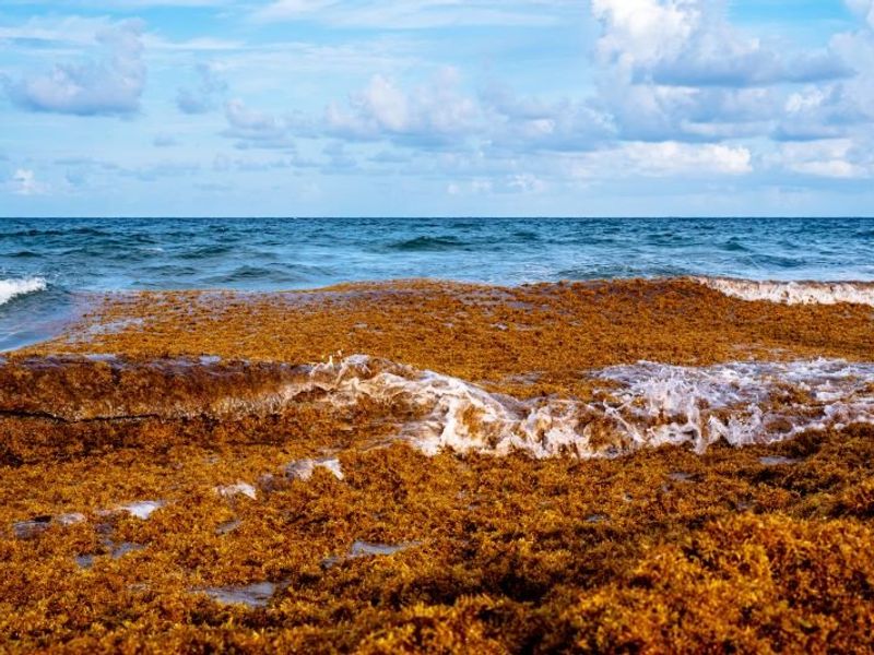 Huge Mass of Sargassum Seaweed Is Targeting Florida’s Coast, With Hazards to Health