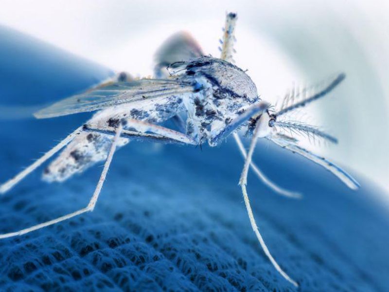 Malaria Cases in Florida, Texas Are First U.S. Spread in 20 Years