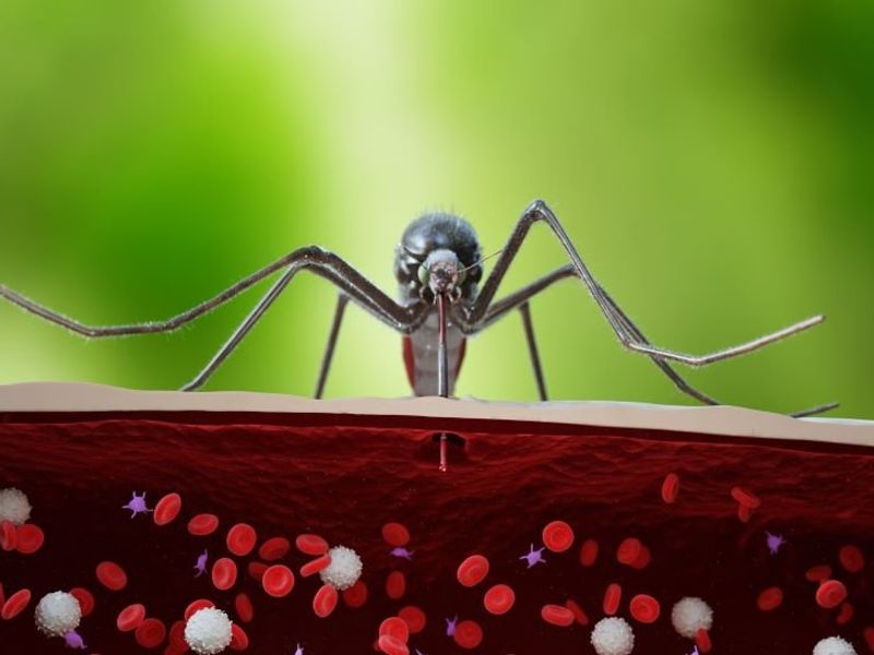 Mosquitoes Test Positive for Malaria in Florida