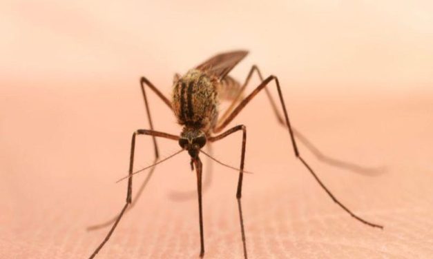 Maryland Reports Case of Locally Acquired Malaria
