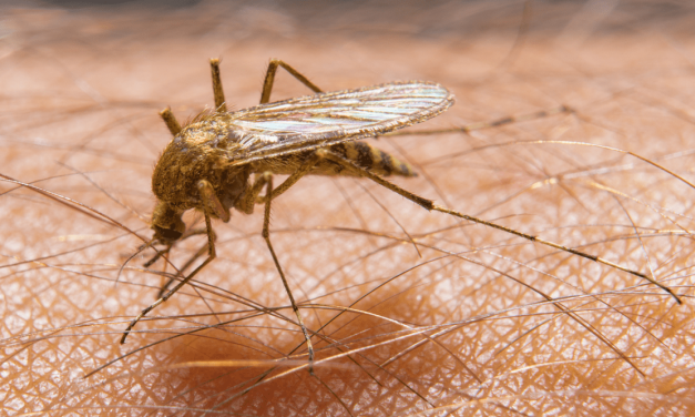 Almost 3,000 Cases of West Nile Virus Reported in U.S. in 2021