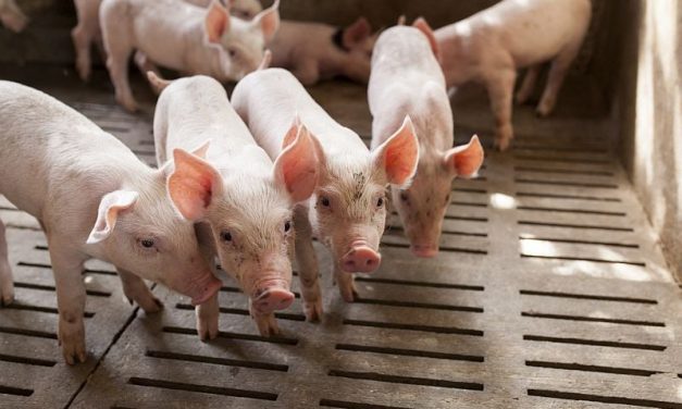 FDA Will Pull Vet Drug Used in Pork Industry Over Cancer Concerns for Humans