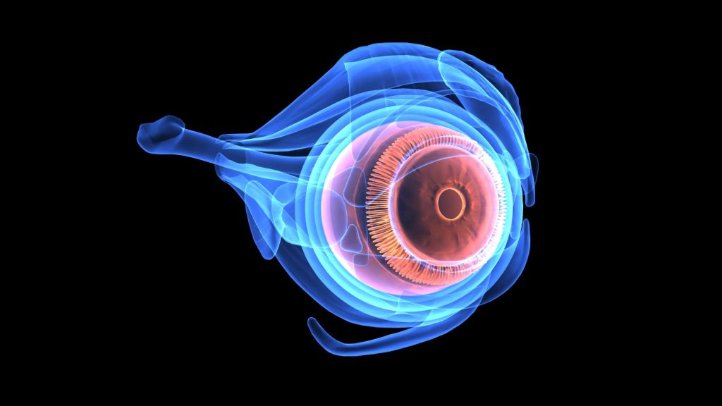 3d illustration of human eye, eyeball, glaucoma, retina, ophthalmology, sight, photo